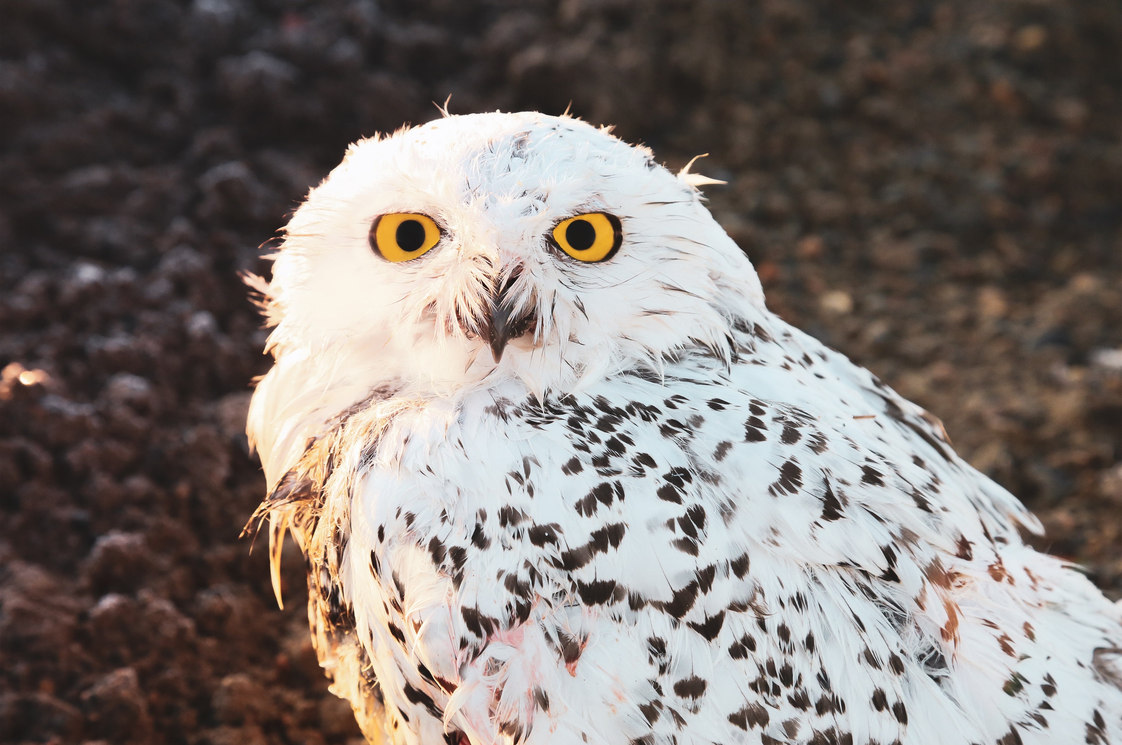 Snowy Owl - 71NorthTours
