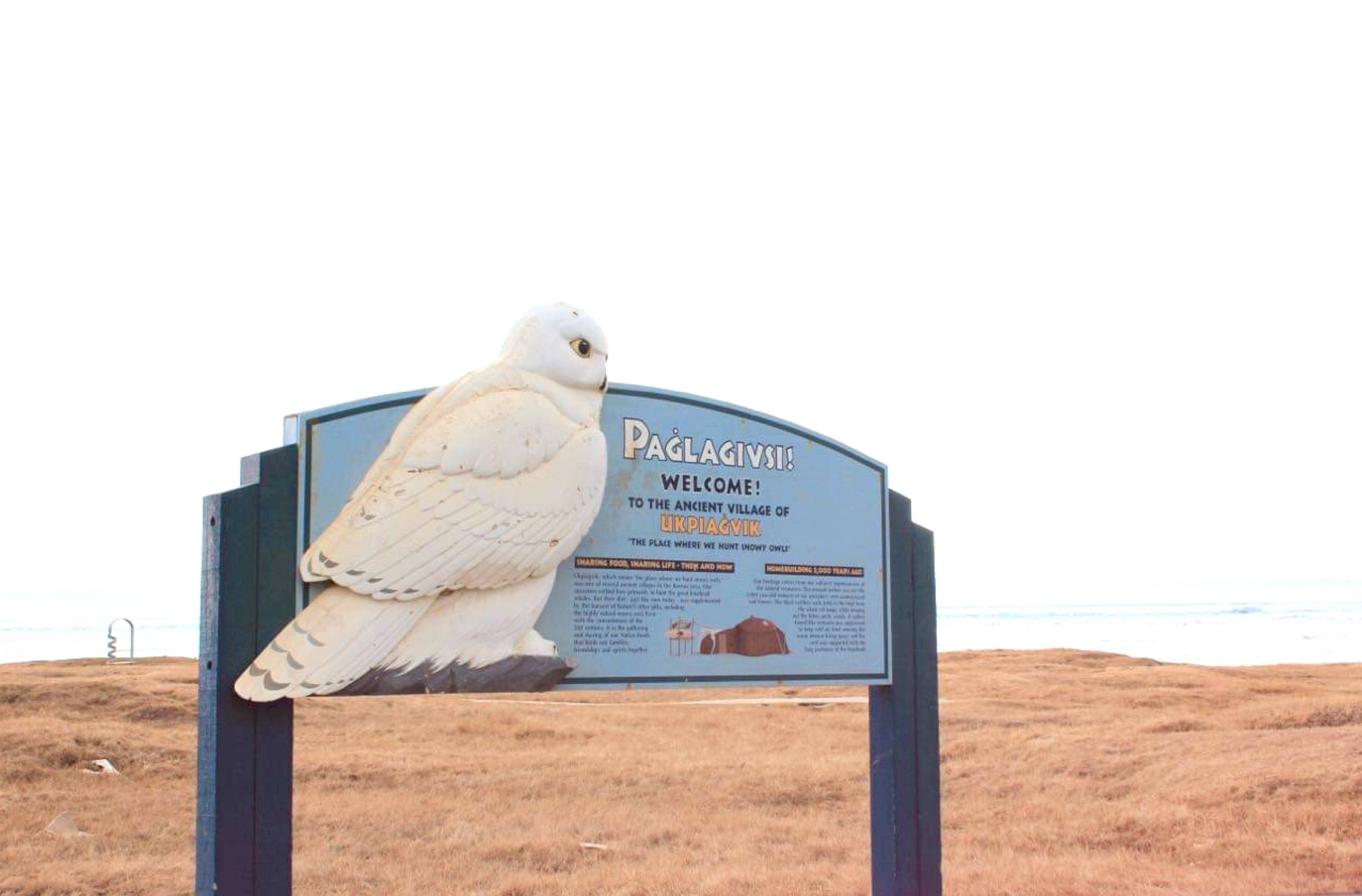 Tours to the Northernmost Point in the United States Utqiagvik